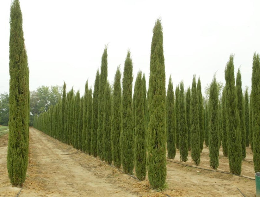 italian cypress tree logo