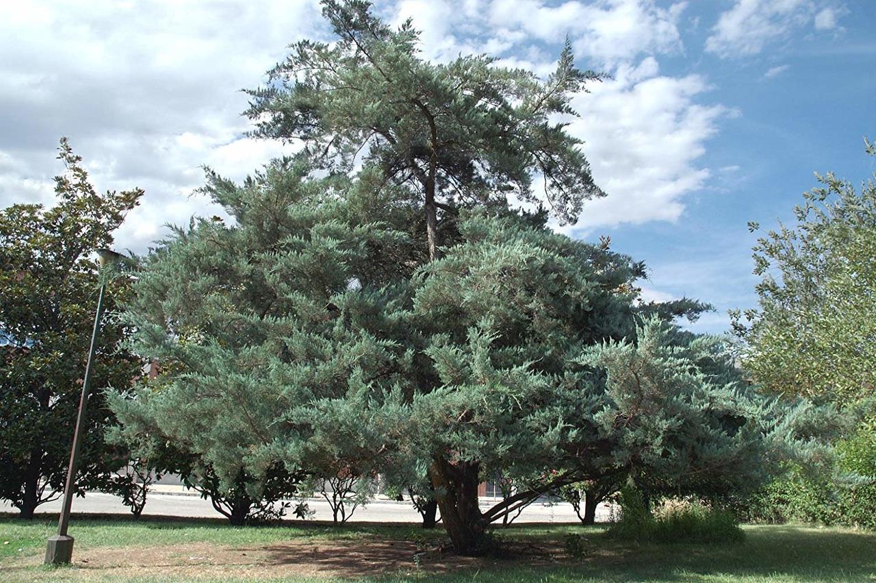 northern red cedar