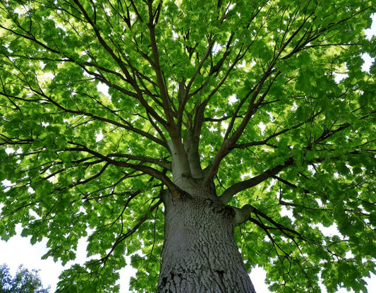 Platanus occidentalis: American Sycamore Seeds