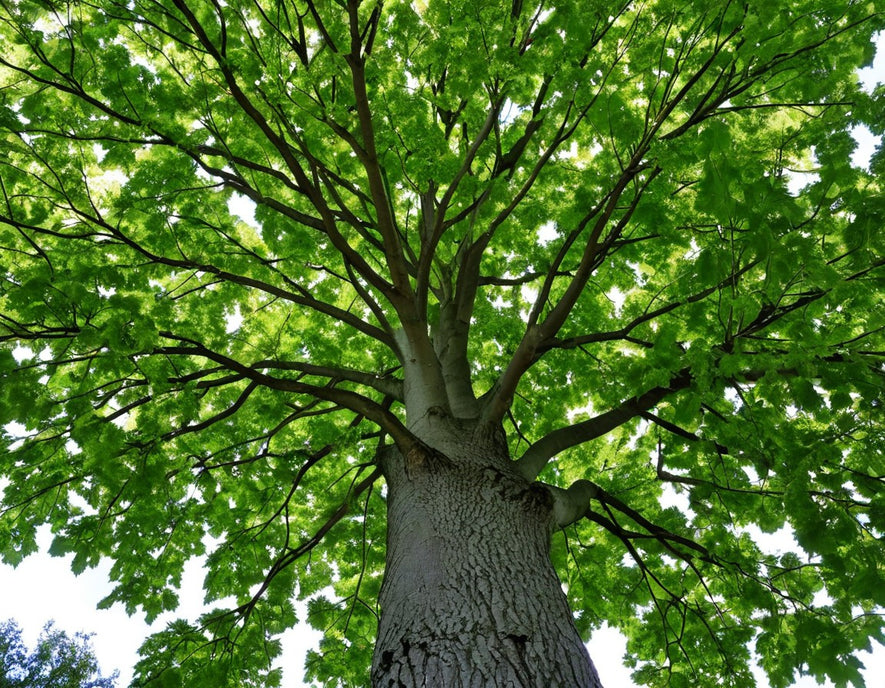 Platanus occidentalis: American Sycamore Seeds