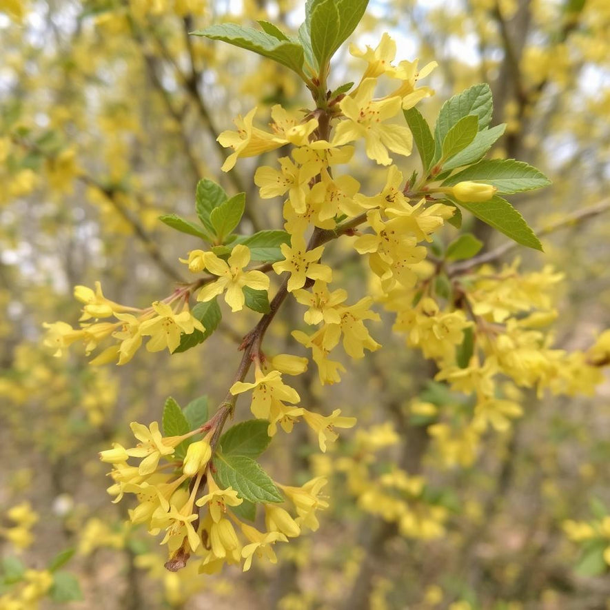 Ribes aureum: Golden Flowering Currant Seed