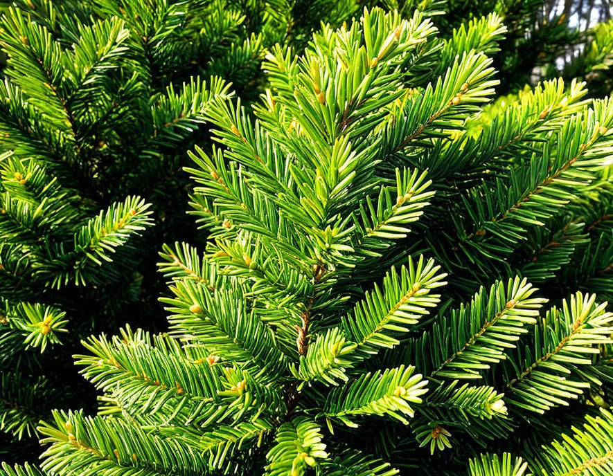 Taxus baccata: Common or Pyramid Yew Seeds