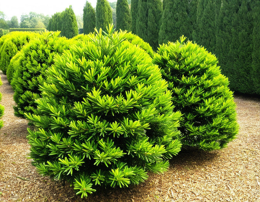 Taxus chinensis: Chinese Yew Seeds