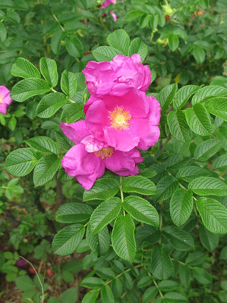 Pink Rugosa Rose Seeds