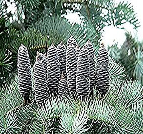 Abies concolor: White Fir Seeds