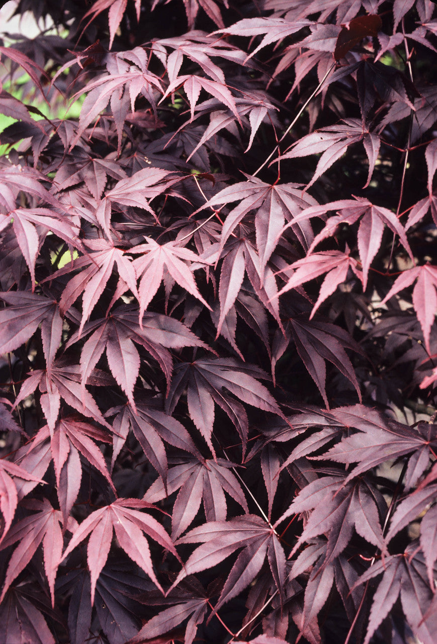 Acer palmatum 'Bloodgood': Bloodgood Japanese Maple