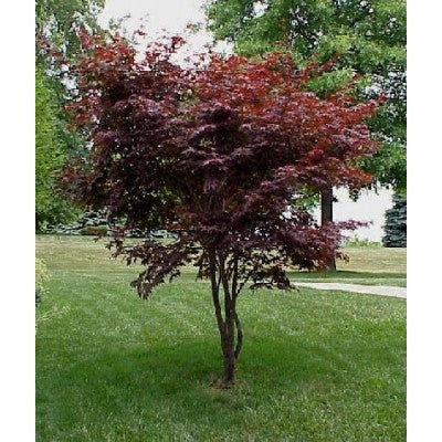 Acer palmatum: Japanese Maple Seeds