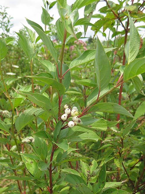 Cornus sericea: Red Osier Dogwood Seeds