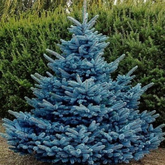 Buy Picea pungens 'Glauca': Colorado Blue Spruce Seeds Online in Picea pungens 'Glauca': Blue Spruce Price- TreeHelp.com