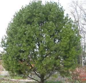 Pinus bungeana: Lace Bark Pine Seeds