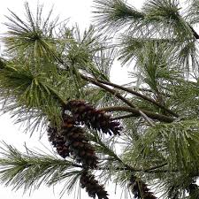 Pinus strobus: Eastern White Pine Seeds