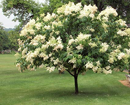 Syringa reticulata: Japanese Tree Lilac Seeds