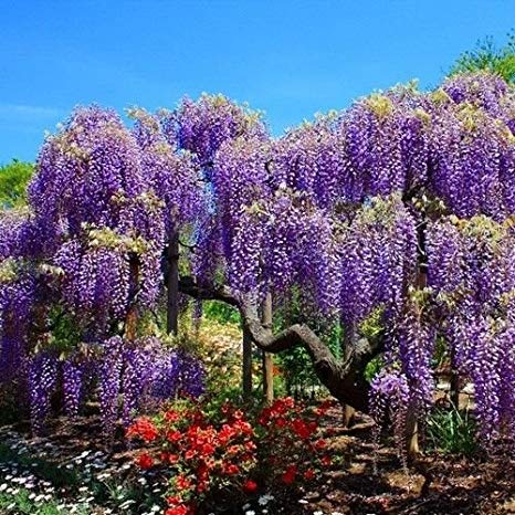 Wisteria sinensis: Chinese Wisteria Seeds